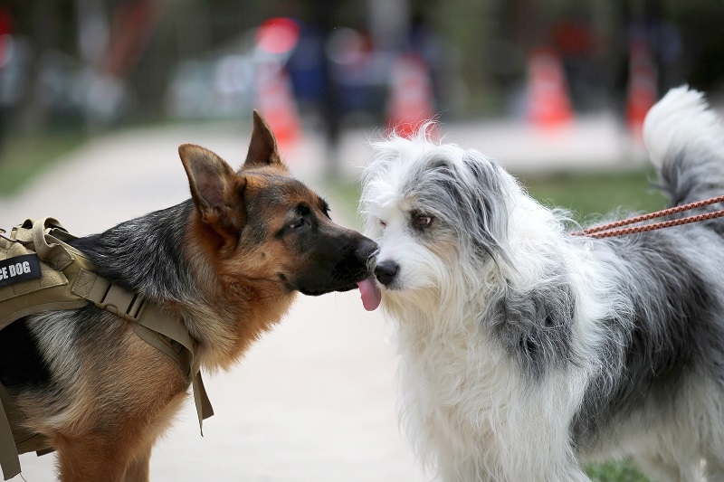 Comenzó la cuenta regresiva para responder inédita encuesta de Tenencia Responsable de Mascotas