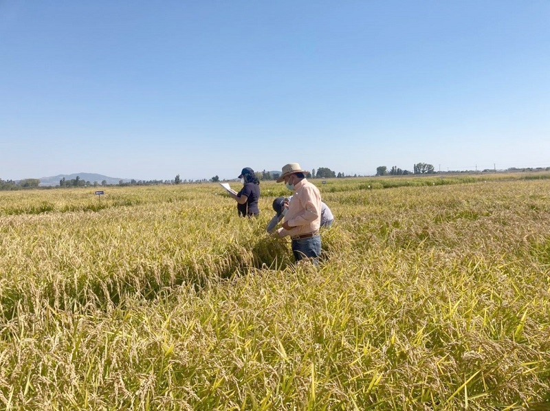 Técnica para “sembrar agua” y arroz “a prueba de sequía” destacan en Expo Chile Agrícola