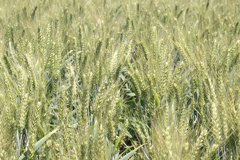 Cambio climático: INIA desarrolla trigo altamente tolerante a la falta de agua