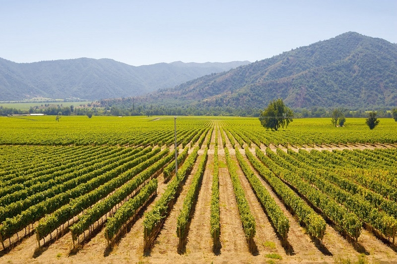 Región del Maule logra top de rentabilidad agrícola ante sequía