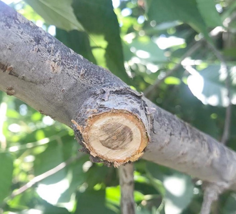  Seminario INIA abordará posibles soluciones a enfermedades que atacan la madera en cerezo