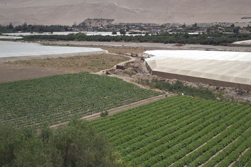 Bioestimulante basado en bacteria que crece en el altiplano permitirá potenciar el cultivo de hortalizas en el desierto