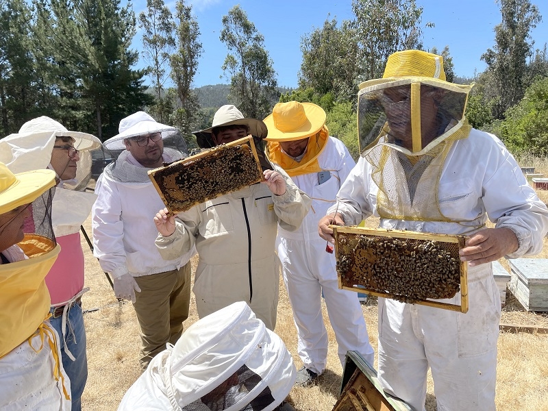 Con programa Despensa Silvestre Fundación AcercaRedes fortalecerá su trabajo con recolectores del bosque y apicultores