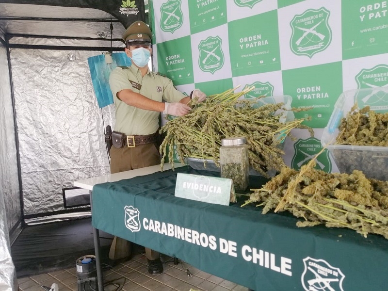 Parral: Carabineros incautó más de 17 kilos de marihuana desde un domicilio