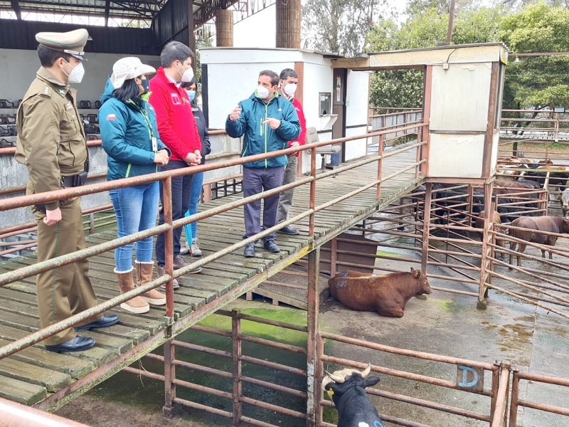 Autoridades fiscalizaron feria ganadera en Curicó previo a fiestas patrias