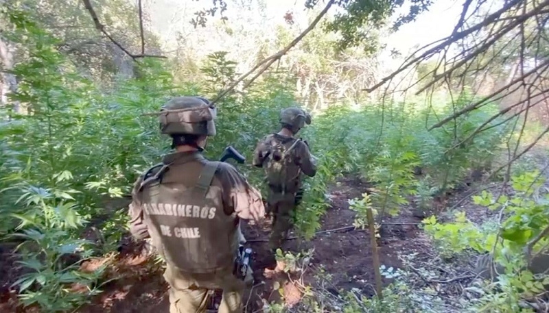 Carabineros de OS7 y GOPE Maule encontraron 1.180 plantas de marihuana en el sector de Potrero Grande