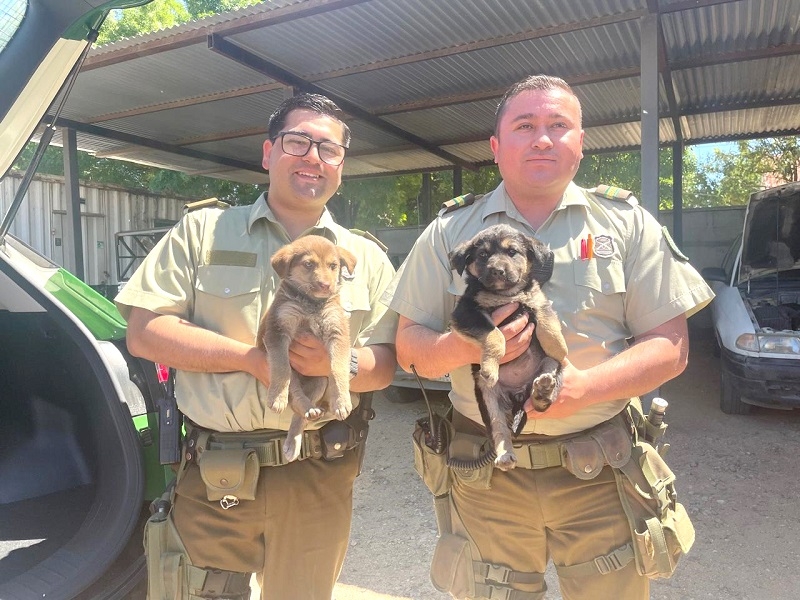 Cauquenes: Carabineros rescató a 5 cachorros que se encontraban en peligro