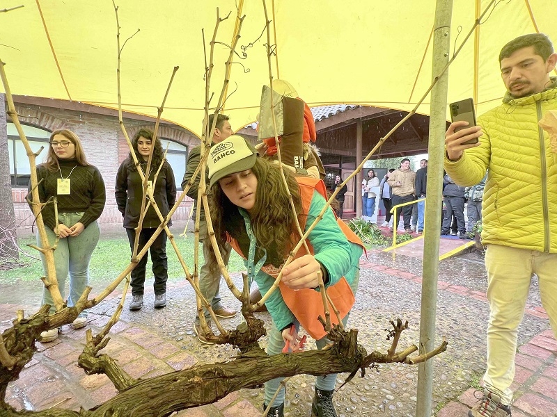 Con fiesta de la poda UTalca inicia nuevo ciclo  de producción de vino     