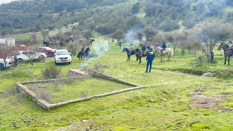 PDI recupera en la región de O’Higgins caballos robados en la zona central