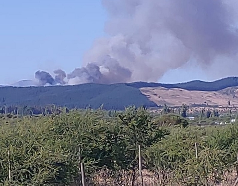 Retiro: incendio forestal afectó a 70 hectáreas de pino