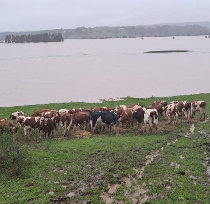 Chanco: Carabineros rescataron a 30 vacunos durante las inundaciones generadas por el sistema frontal