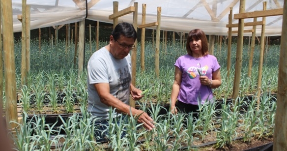 Hidroponía en flores de corte es una opción sustentable en territorios con escasez de agua 