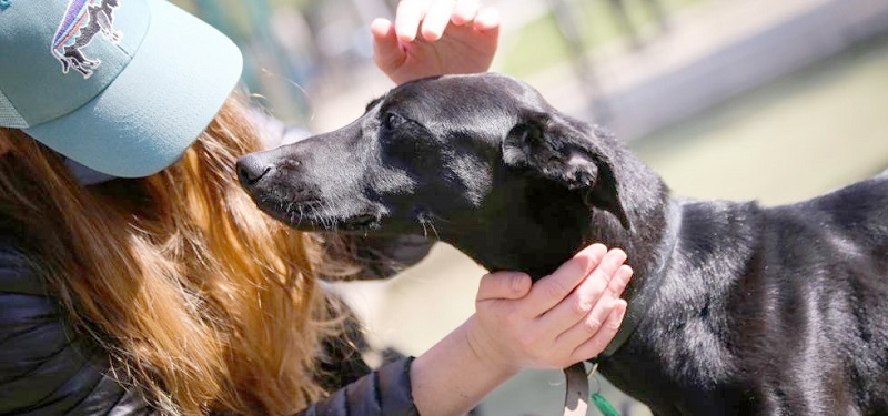 Cámara:  Comisión aprueba modificar ley de tenencia responsable de mascotas