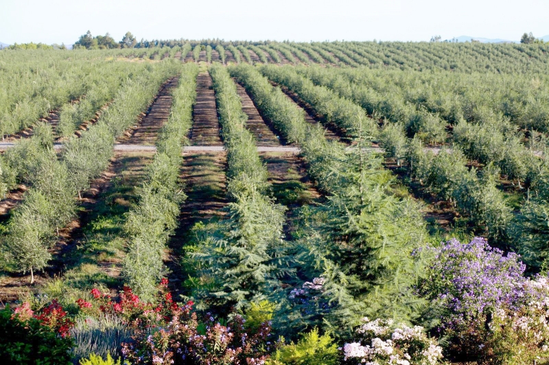 Aceite de Oliva Las Doscientas gana premio en Brasil y proyecta inversión de USD 10.000.000 en los próximos 5 años.