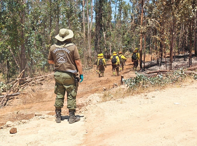 Cauquenes: Labocar investiga causa de incendio forestal “La Raya”