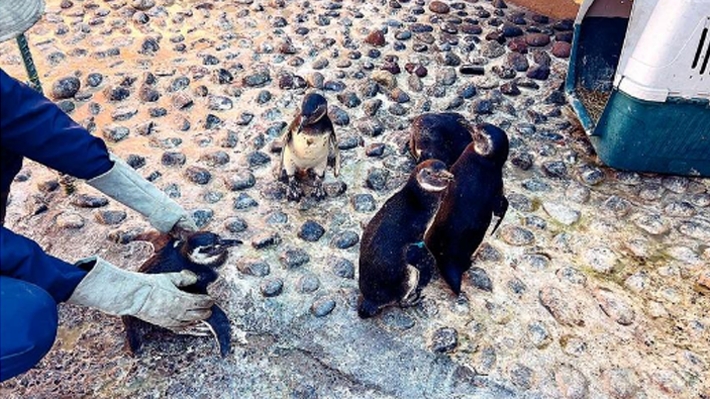 Por falta de alimentos y calentamiento global: Advierten aumento de pingüinos magallánicos varados en Antofagasta