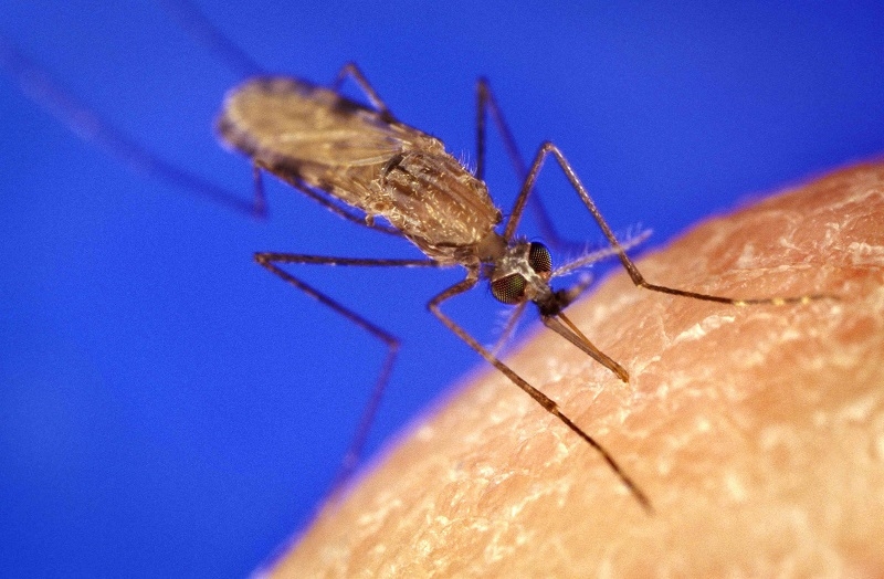 Académica vincula hallazgo de mosquito transmisor  de enfermedades virales con el cambio climático