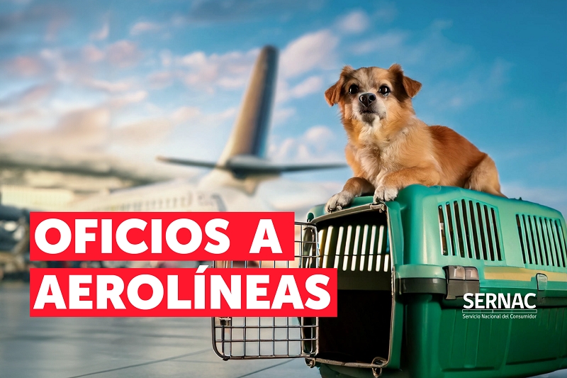 ¿QUÉ PASA CON LAS AEROLÍNEAS Y EL TRASLADO DE MASCOTAS? SERNAC OFICIA A EMPRESAS PARA CONOCER PROTOCOLOS Y SERVICIOS ASOCIADOS