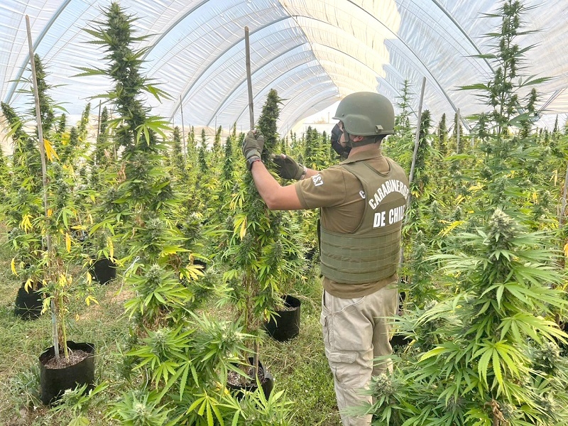 Longaví: Operativo de OS7 de Carabineros permite decomisar 7.500 plantas de marihuana