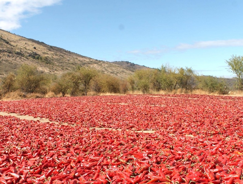 El aporte del patrimonio agroalimentario al desarrollo local: el caso del ají ahumado en zarandas de Palmilla