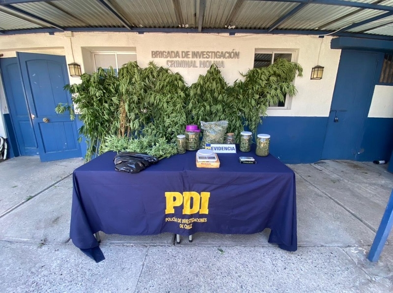 PDI detectó plantaciones de marihuana en Molina