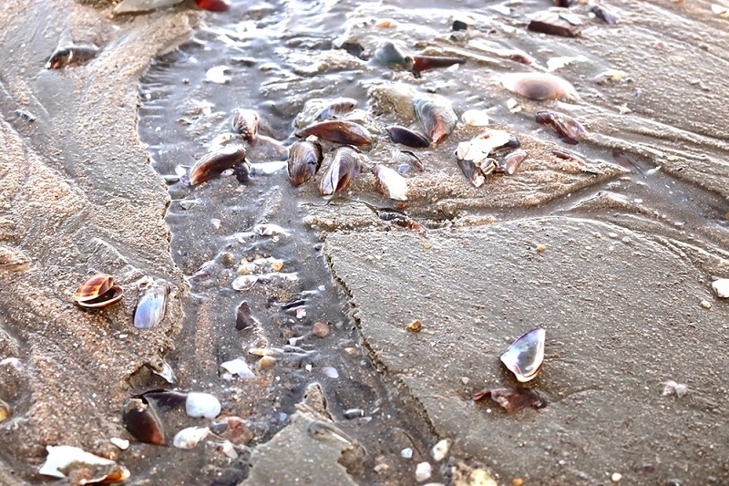 Senado:  respaldan sanciones a la comercialización de productos del mar contaminados