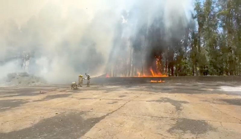 Linares: Incendio de pastizales en terreno de la ex Iansa movilizó amplio despliegue de contención