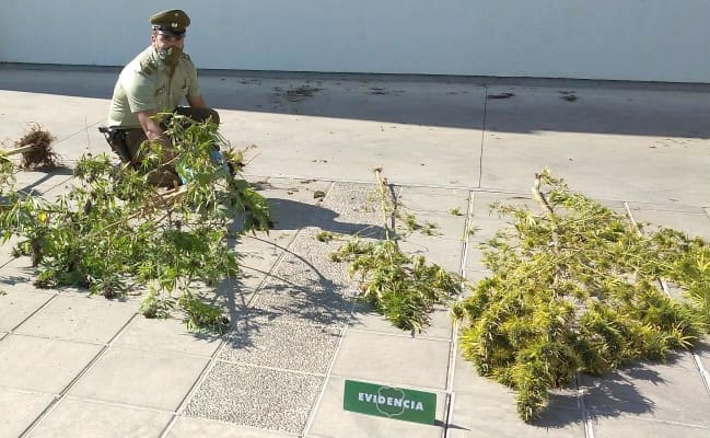 Parral: Carabineros detuvo  a mujer por infracción la a ley de drogas