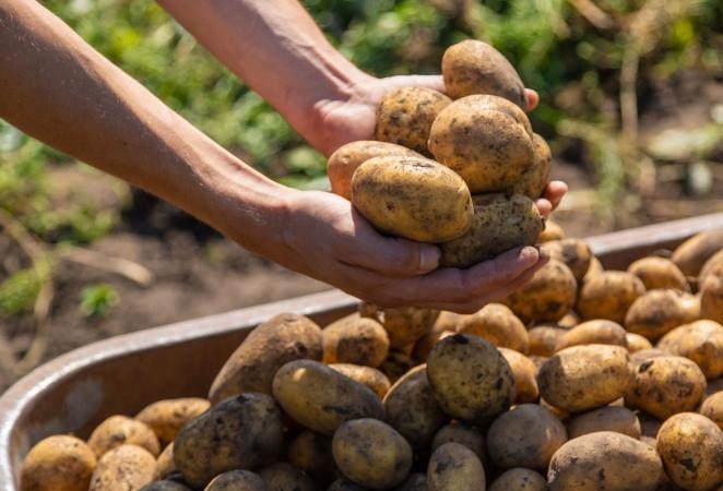 La biotecnología promete papas más resistentes a las altas temperaturas