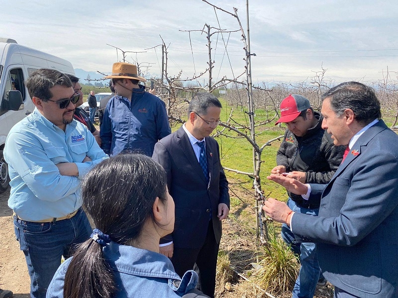 Visita de Delegación China a Romeral: Un Impulso para el Mercado de la Cereza