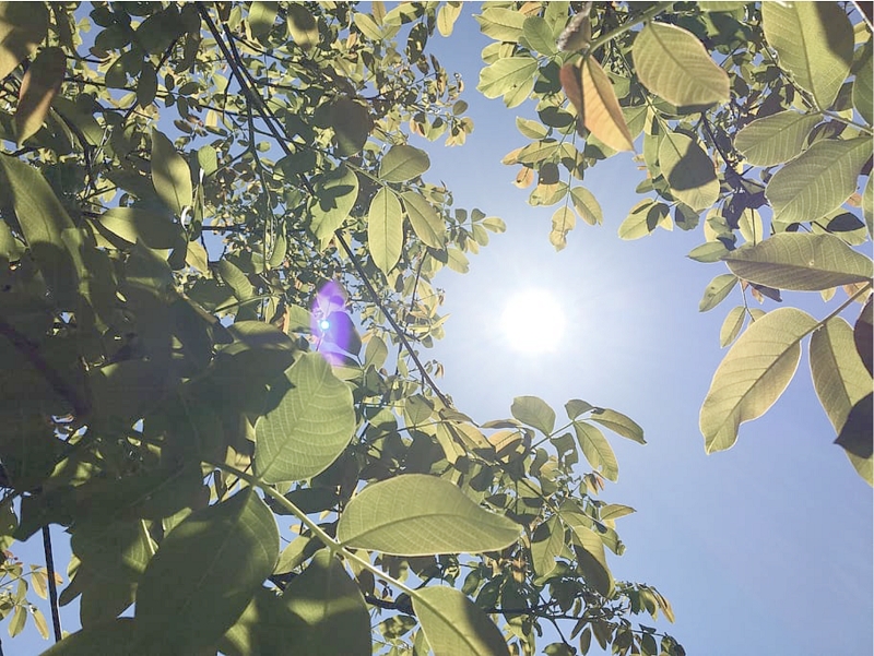 Olas de calor afectarían producción agrícola chilena