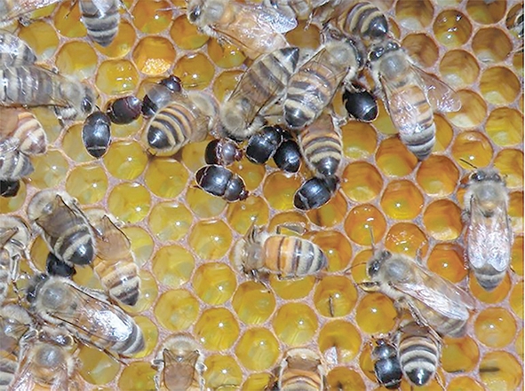 SAG refuerza medidas de vigilancia tras la detección en Bolivia de grave plaga que afecta a las abejas  