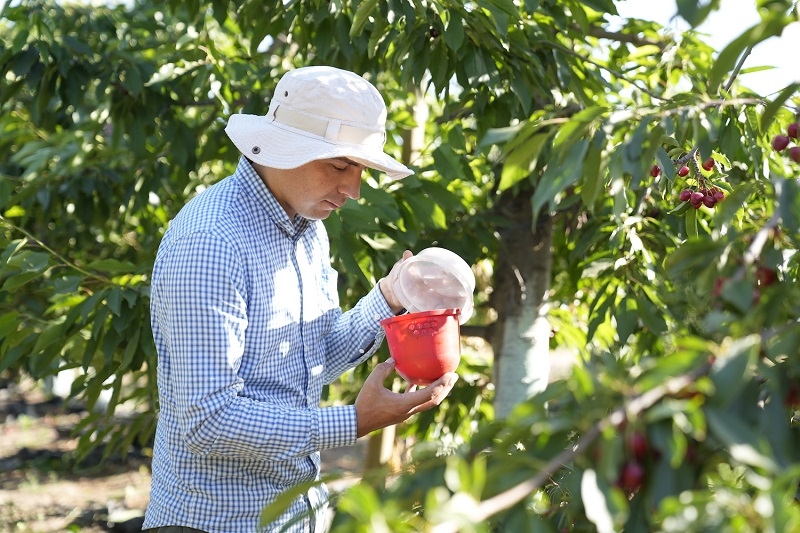 Universidad de O Higgins y el SAG realizarán seminario sobre manejo de plagas en frutillas