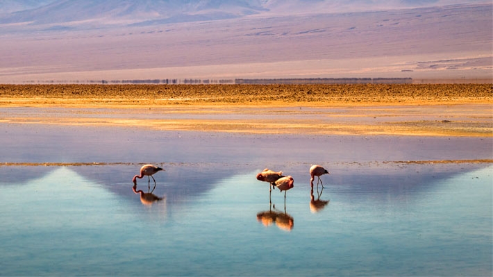 Investigación asegura que cambio climático y la minería del litio influye en población de flamencos en Chile