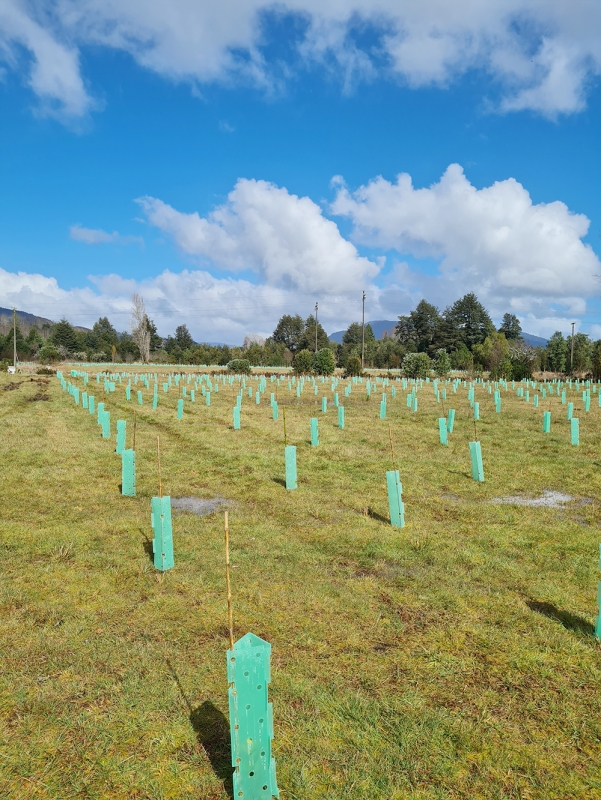 Fundación Reforestemos abre convocatoria para apoyar esfuerzos de conservación en terrenos privados 