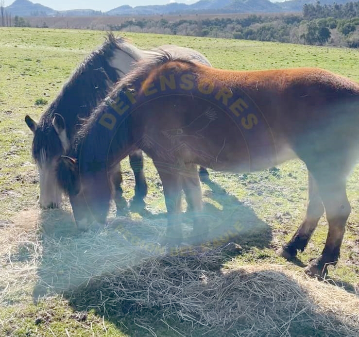 Piden un plan de contingencia en víspera de Fiestas Patrias ante aumento de robo de animales