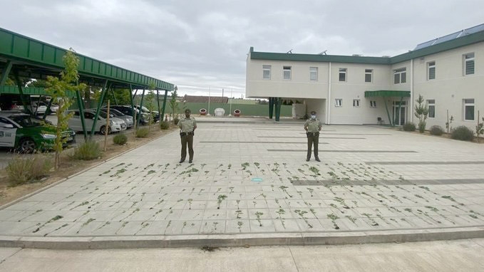 Cauquenes: Carabineros decomisa plantación de marihuana en el sector rural Pajonales