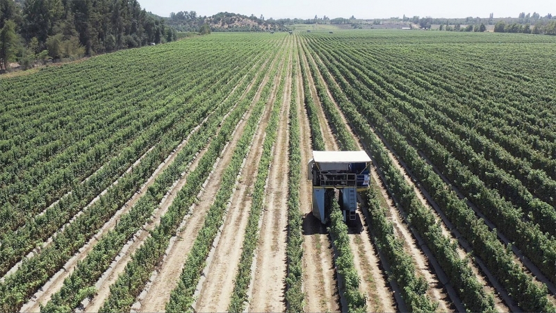 Mercado de frambuesas en Chile: Nuevas oportunidades de crecimiento en el sur del país