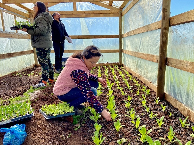 Gracias al Programa Apoyo a la Seguridad Alimentaria  Familias habilitan correctamente distintas tecnologías agrícolas para cultivar y cosechar sus propios alimentos