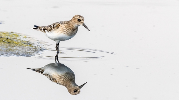 Efecto del retorno del agua: Laguna de Aculeo registra el regreso de 70 especies de aves