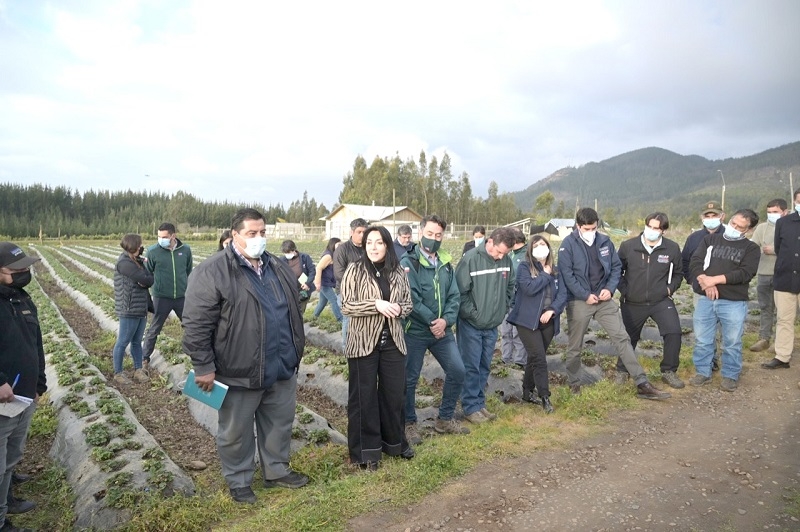 Gobierno Regional del Maule aprobó $2.788 millones para los pequeños frutilleros de la región