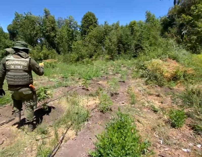 Prisión preventiva para cuidador de cultivo ilegal de 4 mil plantas de marihuana descubierto por OS7 Maule