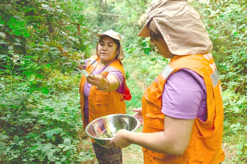 Recolectores del bosque se capacitan para dar valor agregado a los tradicionales frutos silvestres