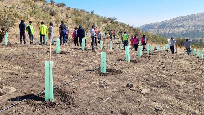 Parque Chicureo impulsa jornadas de reforestación y educación ambiental en Colina