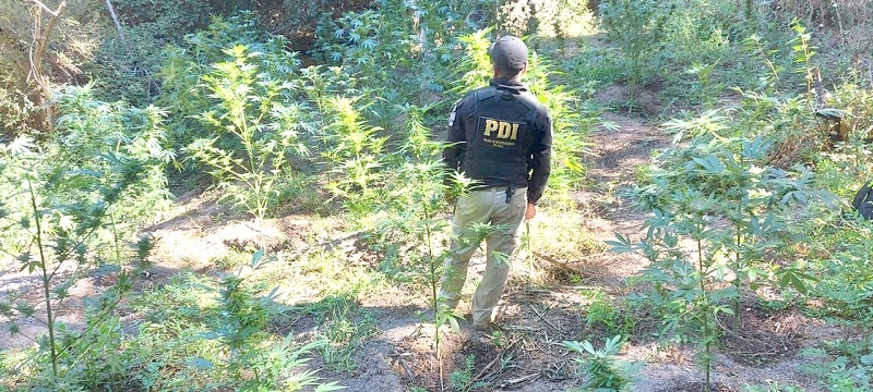 PDI incautó el equivalente a 3.500 millones de pesos de cannabis en provincia de Curicó