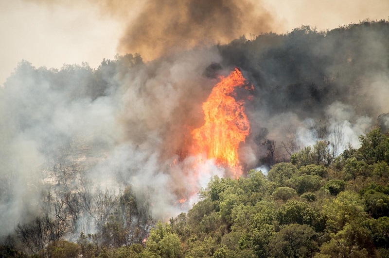 Incendios forestales: consejos clave para resguardar la salud