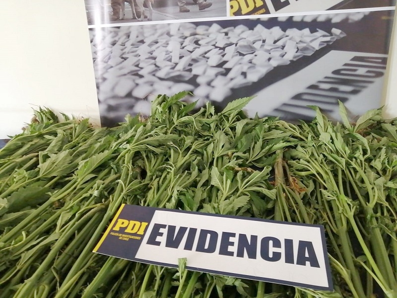 PDI detectó plantación de cannabis en sector rural de Constitución  