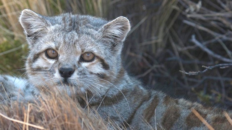  "Una joya": captan a hembra de gato andino con su cachorro