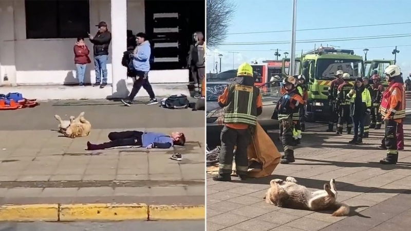 "Un Oscar para...": Simulacro tuvo un inesperado actor en Puerto Montt