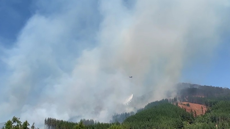 Amplio despliegue de emergencias por incendio forestal en Pencahue.